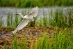 Soaring