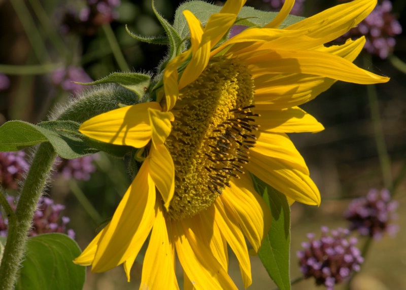 another sunflower - ID: 12160930 © cari martin
