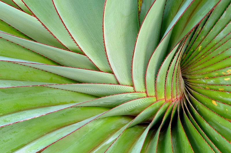 Agave Graphics