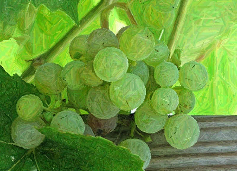 Green Grow the Grapes