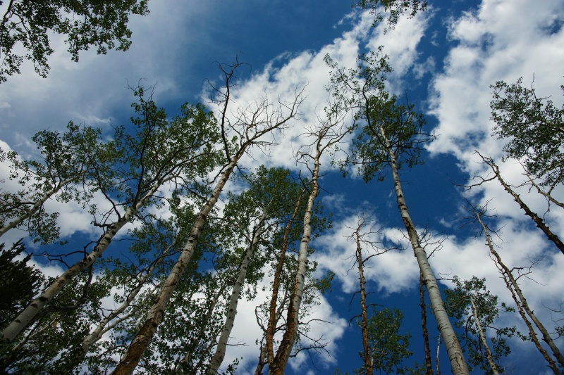 Reaching for the Colorado Blue Sky