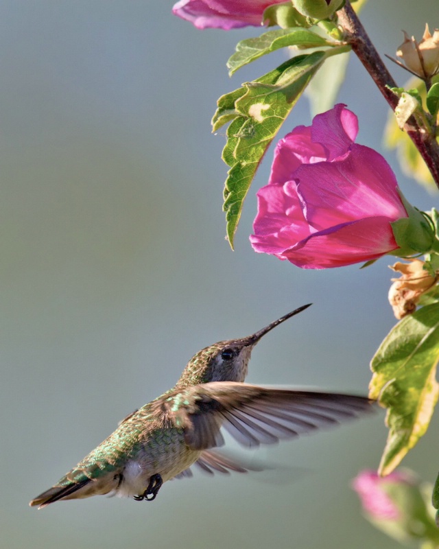 Humming Bird and Roses