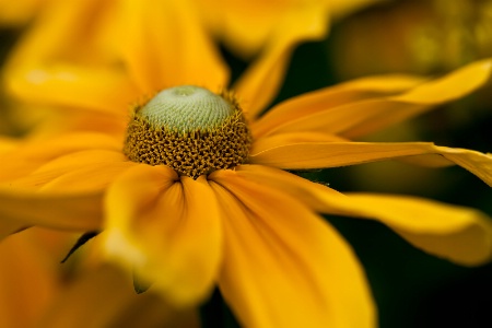 The Crown of the Flower