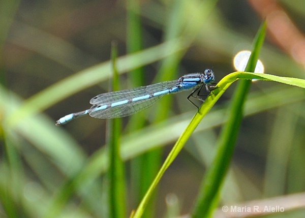 A Day in the Life of a Damselfly