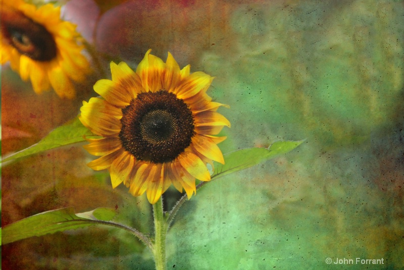 texturized sunflower edited-3