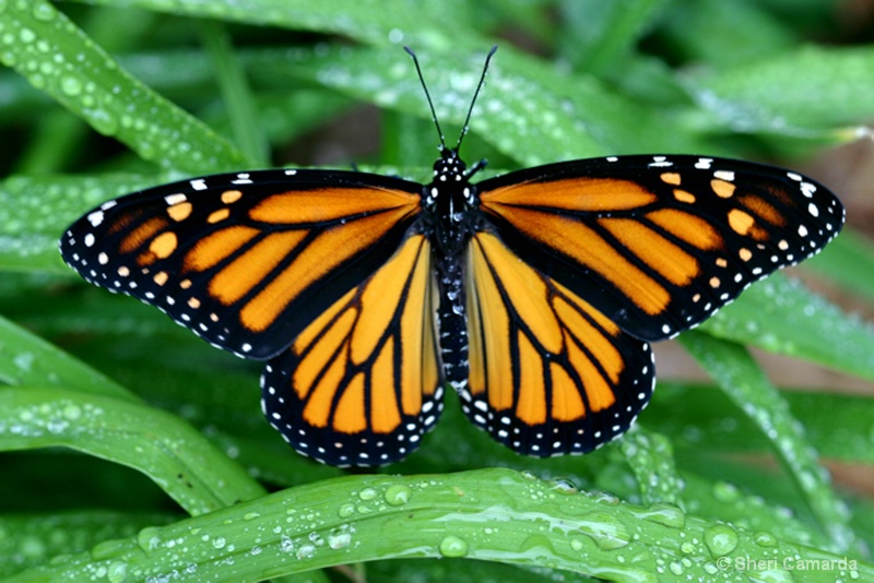 After The Rain - ID: 12164162 © Sheri Camarda