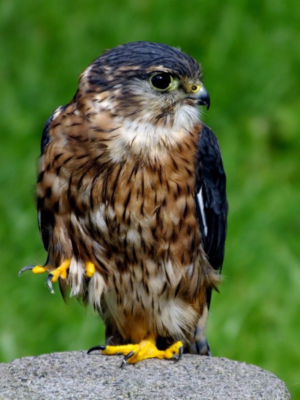 Kestrel