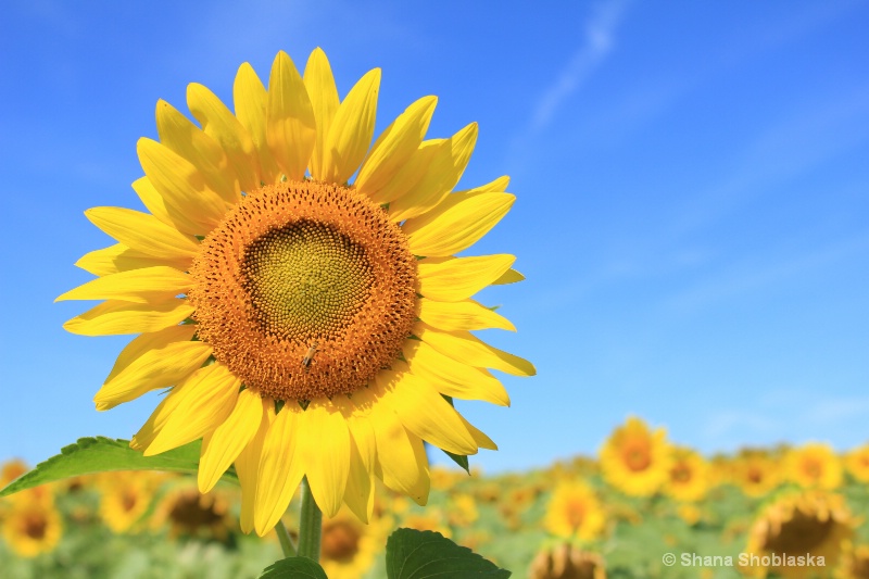 smiling-sunflower 0945