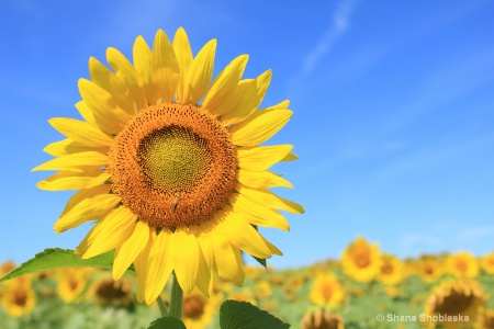 smiling-sunflower 0945