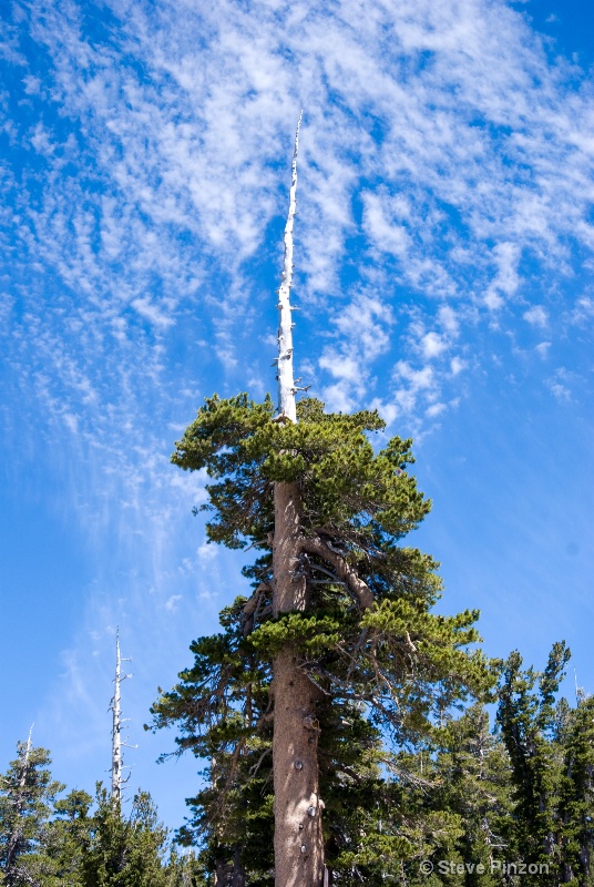 Tree painting the sky - ID: 12165179 © Steve Pinzon