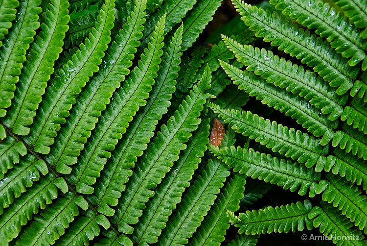 Green with a Touch of Brown