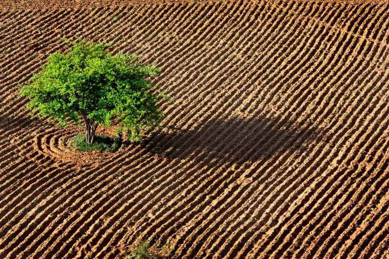 The green in the lines