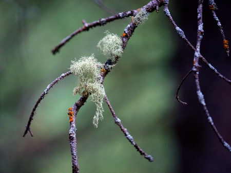 Bearded Branch