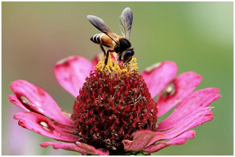 Collecting nectar