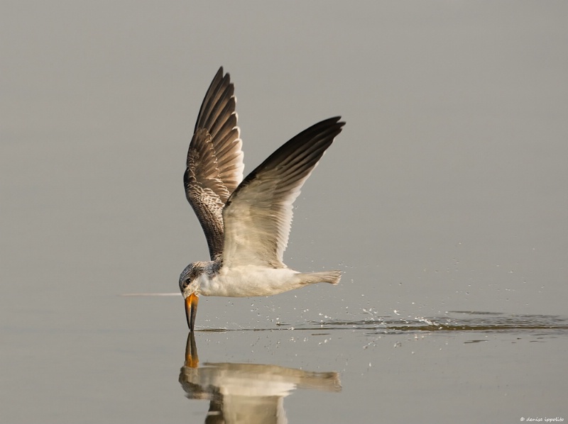 Black Skimmer, juvenile