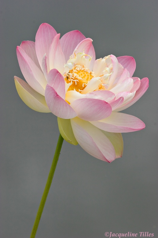 Petaling Pink - ID: 12168370 © Jacqueline A. Tilles