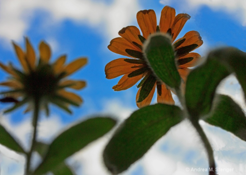 Looking up, Wildflowers Perspective