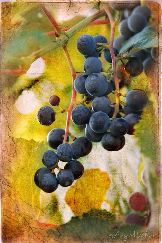 Vintage On The Vine