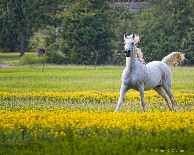 Field of Yellow 