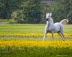 Field of Yellow 
