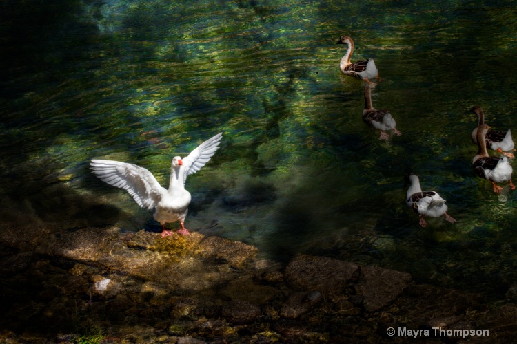 The Brenta River - ID: 12171377 © Mayra Thompson