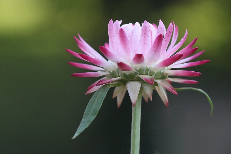 straw flower