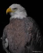Land of Freedom