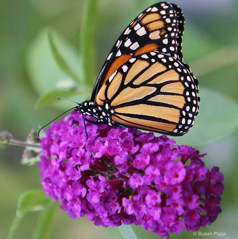 On the flowers