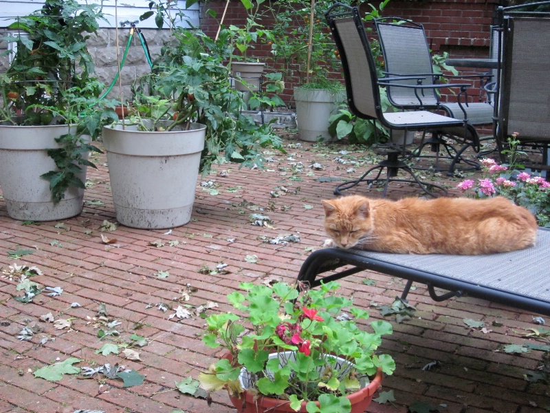 After Tropical Storm Irene