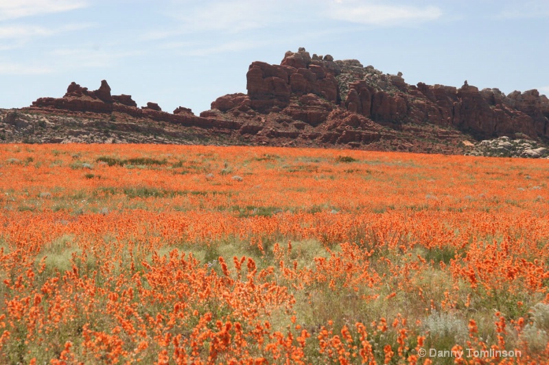 moab orange flowers