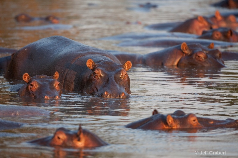 hippos  mg 6991