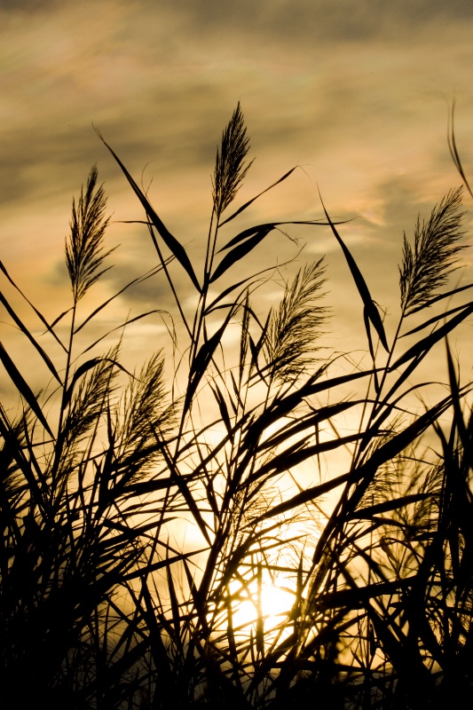 Phragmites