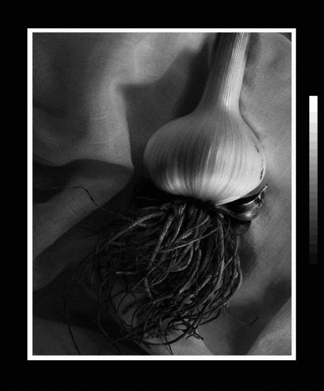 garlic digital negative - ID: 12178246 © MARILYN K. MOORE