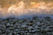 Pebbled Shoreline