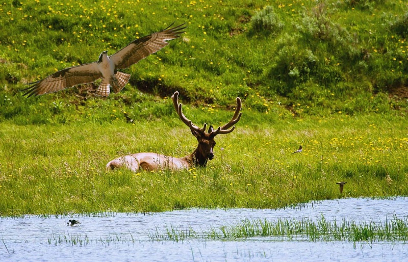 Elk and Osprey
