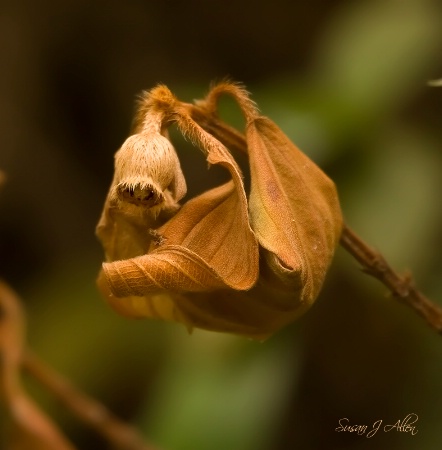 Autumn's Warm Embrace