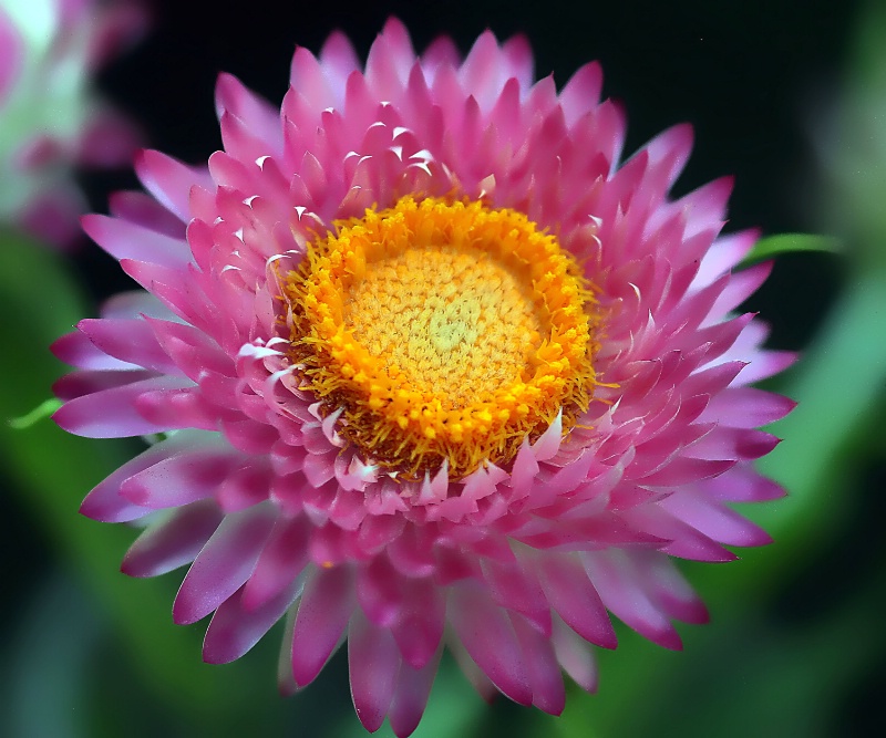 strawflower