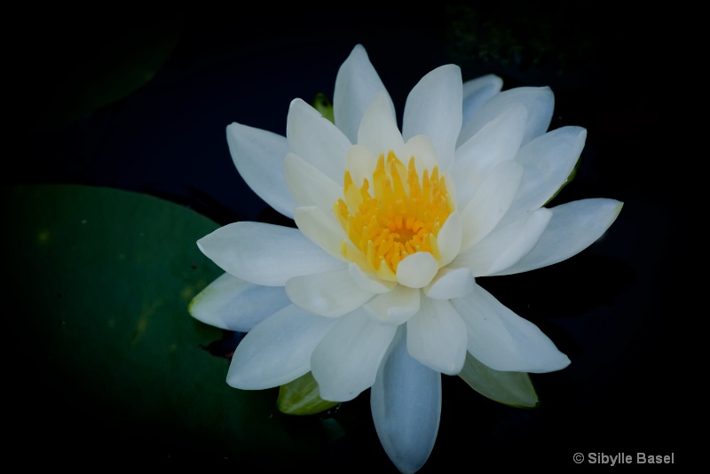 Water Lilly - ID: 12182818 © Sibylle Basel