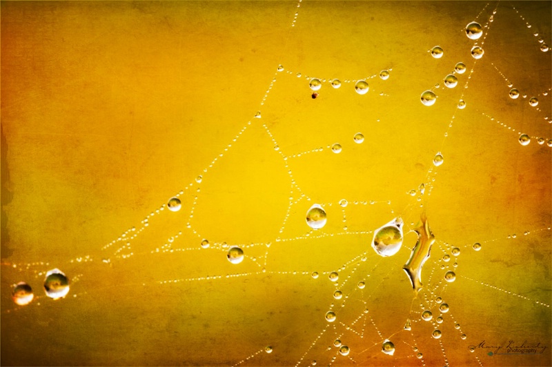 dewdrops on the web