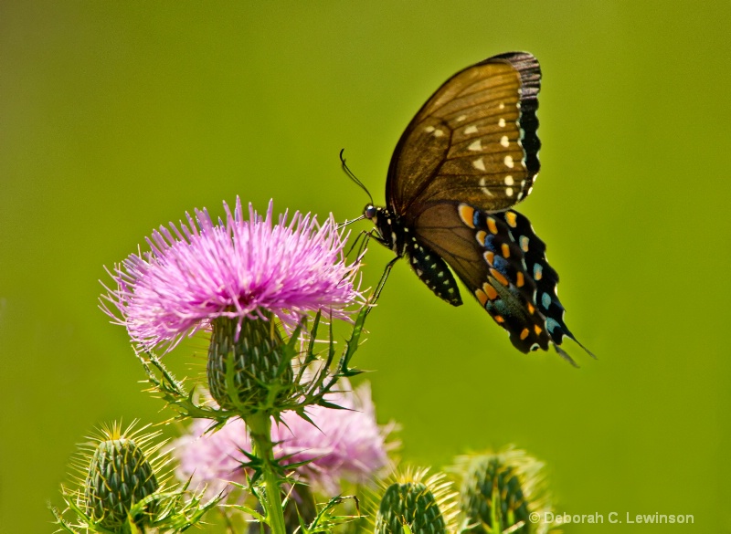 Butterfly on Thistle - ID: 12185187 © Deborah C. Lewinson