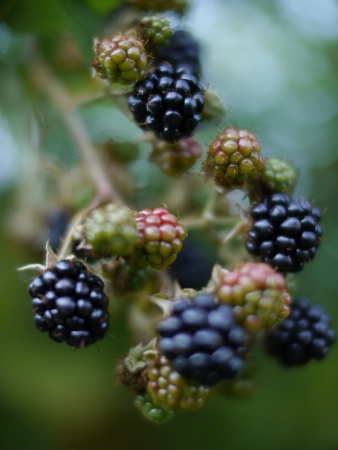 Blackberries, distant berry in focus