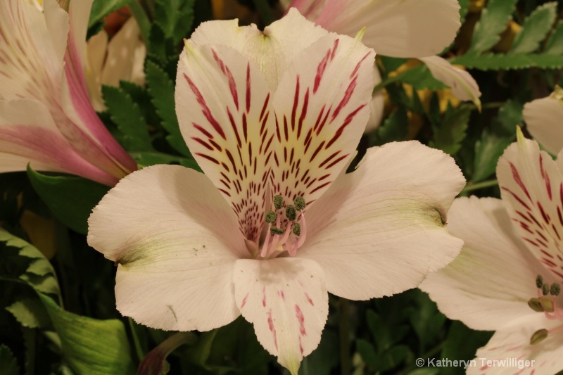 Live View Shot - Alstroemeria Lily