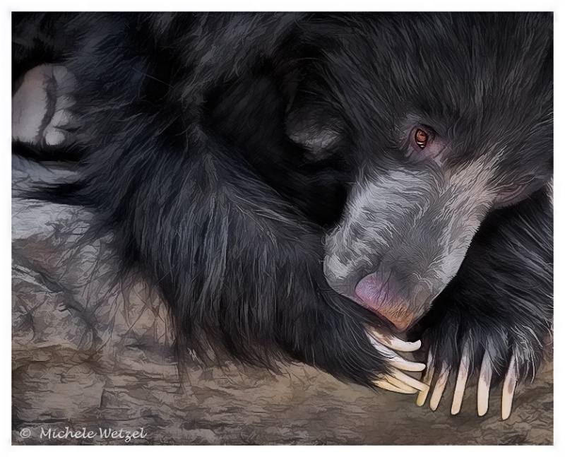 Sloth Bear