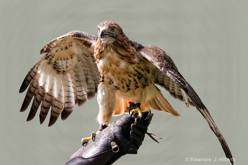 Hawk - ID: 12186812 © Eleanore J. Hilferty