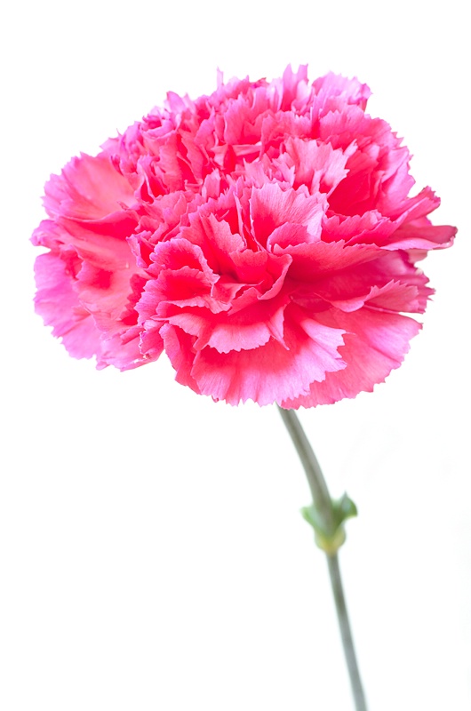 Pop-Up Carnation - ID: 12187823 © Karen J. Glenn