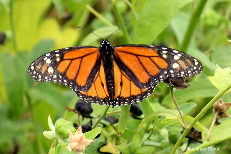 Monarch Butterfly