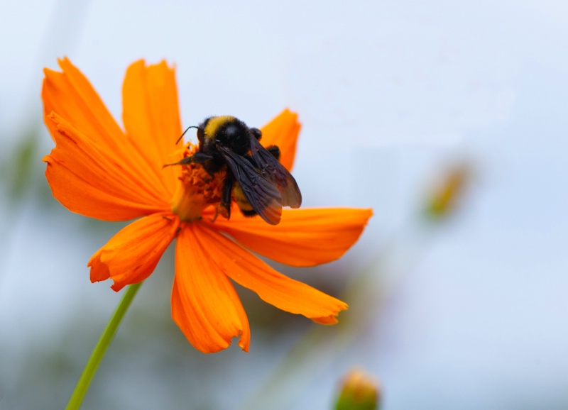 Bumble Bee on Orange Flower