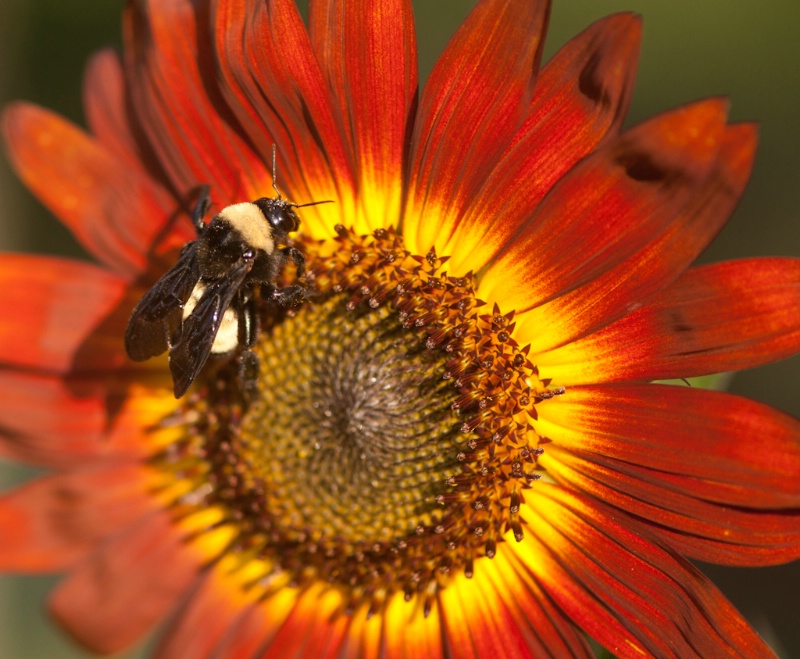 Bumble Bee on Red Sunflower