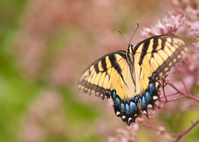 Tiger Swallowtail on Pink Blooms