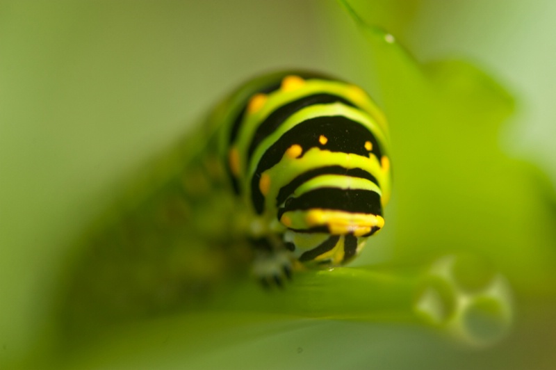 Caterpillar Eyes 